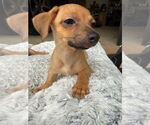 Small #3 Chihuahua Mix