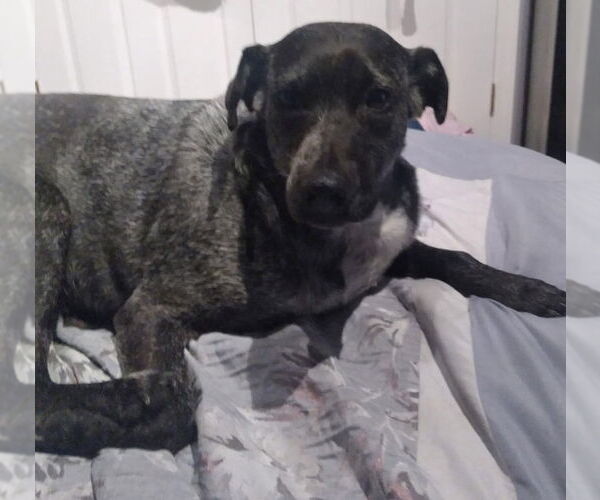 Medium Photo #2 Mutt Puppy For Sale in New York, NY, USA