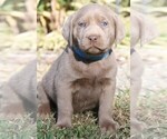 Small Photo #1 Labrador Retriever Puppy For Sale in REEDLEY, CA, USA