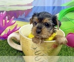 Image preview for Ad Listing. Nickname: Sawyer
