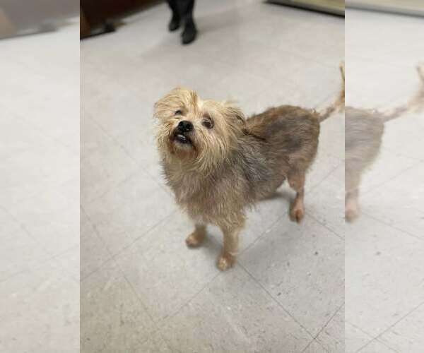 Medium Photo #1 Maltese-Unknown Mix Puppy For Sale in Low Moor, VA, USA