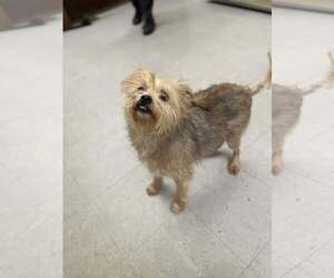 Maltese-Unknown Mix Dogs for adoption in Low Moor, VA, USA