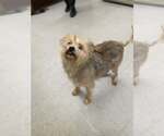 Small Maltese Mix