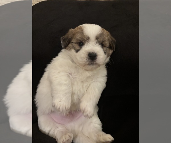 Medium Photo #6 Coton de Tulear Puppy For Sale in BIG RAPIDS, MI, USA