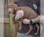 Small Photo #3 Labralas Puppy For Sale in Huntley, IL, USA