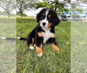 Bernese Mountain Dog Puppy for sale in GREENFIELD, IN, USA
