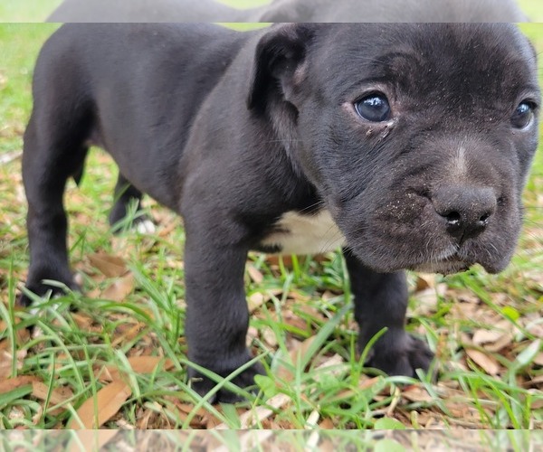 Medium Photo #4 American Bully Puppy For Sale in TRENTON, FL, USA