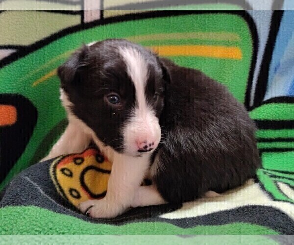 Medium Photo #5 Border Collie Puppy For Sale in NORBORNE, MO, USA