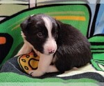 Small #4 Border Collie