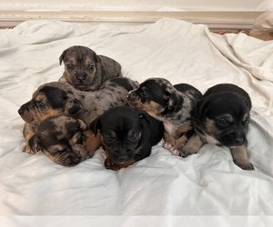 Dachshund-Labrador Retriever Mix Puppy for sale in SAINT CLOUD, FL, USA
