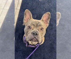 French Bulldog Dogs for adoption in Indianapolis, IN, USA