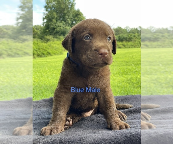 Medium Photo #1 Labrador Retriever Puppy For Sale in BRYANT, AL, USA