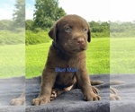 Small Photo #1 Labrador Retriever Puppy For Sale in BRYANT, AL, USA