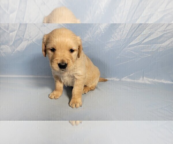 Medium Photo #3 Golden Retriever Puppy For Sale in BLACK FOREST, CO, USA