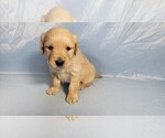 Small Photo #4 Golden Retriever Puppy For Sale in BLACK FOREST, CO, USA