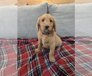 Goldendoodle Puppy for sale in WILLIAMSTOWN, KY, USA