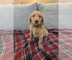 Small Goldendoodle