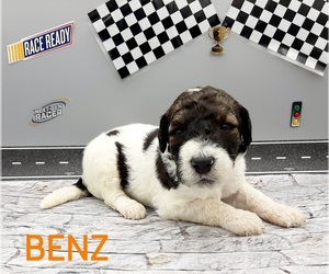 Saint Berdoodle-Sheepadoodle Mix Puppy for sale in MILLVILLE, MN, USA