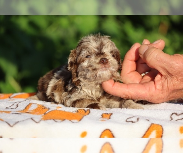 Medium Photo #16 ShihPoo Puppy For Sale in DYERSBURG, TN, USA