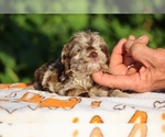 Small #15 ShihPoo
