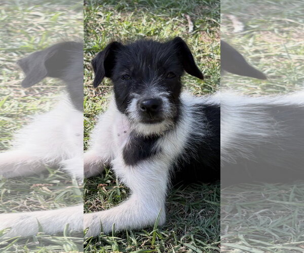 Medium Photo #2 Mutt Puppy For Sale in Rockaway, NJ, USA