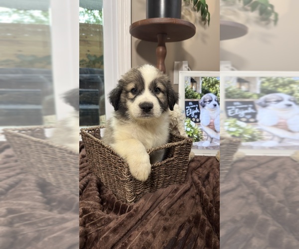 Medium Photo #11 Aussie Pyrenees Puppy For Sale in LEXINGTON, SC, USA