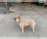 Small Photo #18 French Bulldog Puppy For Sale in SACRAMENTO, CA, USA