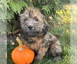 Small #3 Mini Whoodle (Wheaten Terrier/Miniature Poodle)