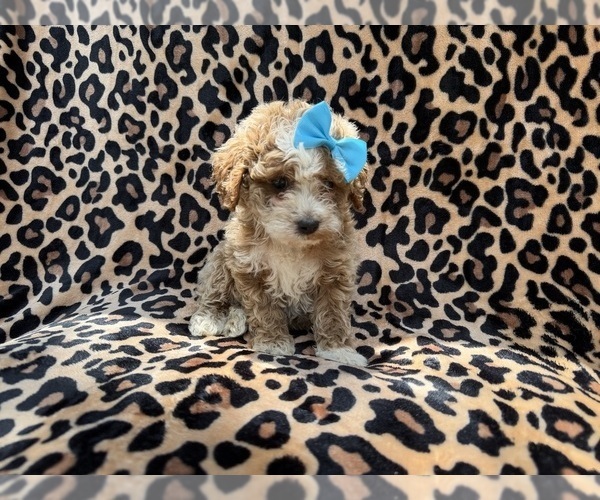 Medium Photo #2 Cockapoo (Miniature) Puppy For Sale in LAKELAND, FL, USA