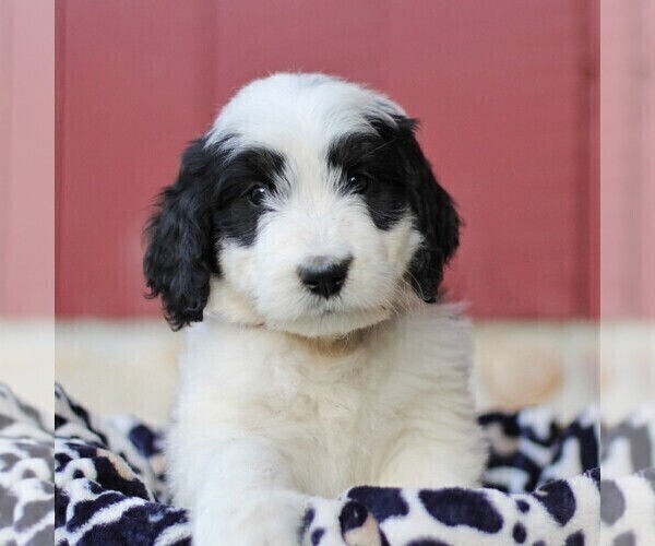 Medium Photo #4 Bernedoodle Puppy For Sale in ORRSTOWN, PA, USA