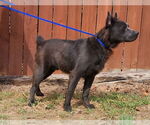 Small #3 American Pit Bull Terrier-Australian Shepherd Mix