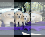 Small Photo #20 Golden Retriever Puppy For Sale in MERCED, CA, USA