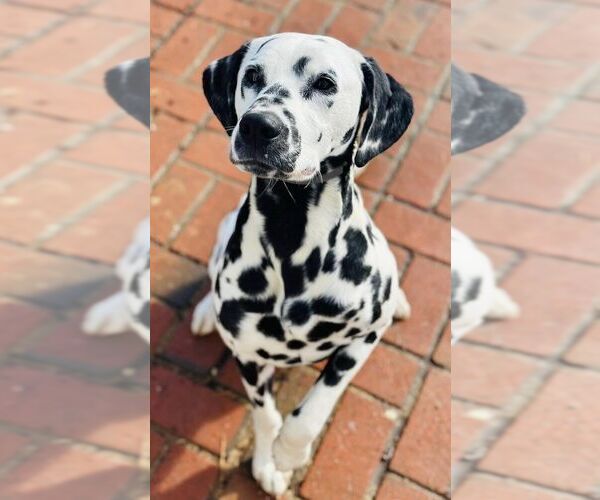 Medium Photo #1 Dalmatian Puppy For Sale in BOONE, NC, USA
