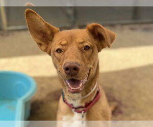 German Shepherd Dog-Unknown Mix Dogs for adoption in Martinez, CA, USA