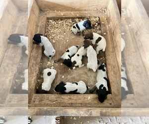 German Shorthaired Pointer Puppy for sale in WARSAW, NC, USA