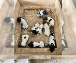 Image preview for Ad Listing. Nickname: Litter of 10