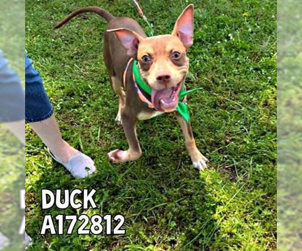 Medium Photo #2 American Pit Bull Terrier-Unknown Mix Puppy For Sale in Tulsa, OK, USA