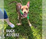 Small #1 American Pit Bull Terrier Mix