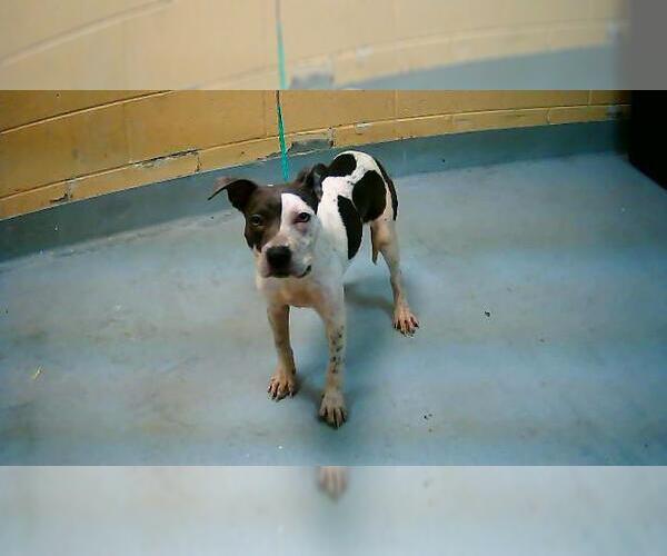 Medium Photo #1 Mutt Puppy For Sale in Tulsa, OK, USA