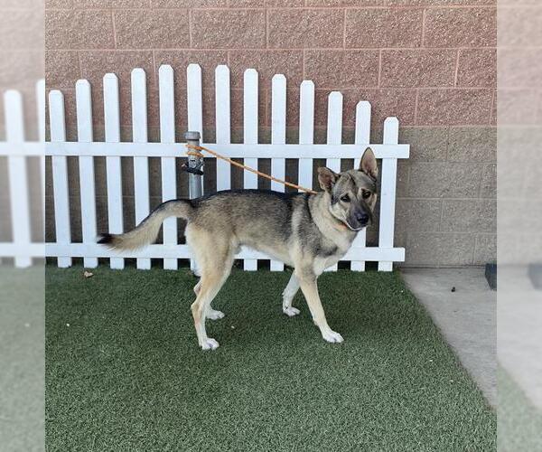 Medium Photo #1 Siberian Husky-Unknown Mix Puppy For Sale in Modesto, CA, USA