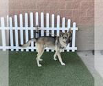 Small Siberian Husky Mix