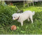 Small #1 Maltese