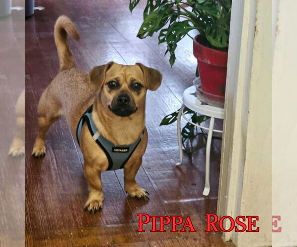 Medium Photo #8 Dachshund-Unknown Mix Puppy For Sale in San Antonio, TX, USA