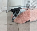 Small Blue Lacy-pomeranian spitz Mix
