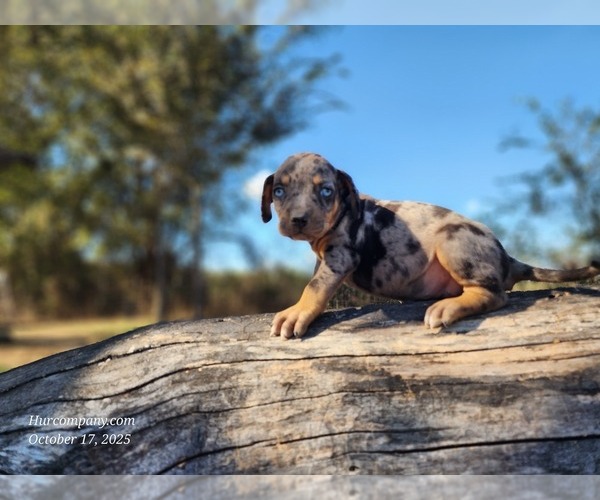 Medium Photo #9 Catahoula Leopard Dog Puppy For Sale in CUMBY, TX, USA