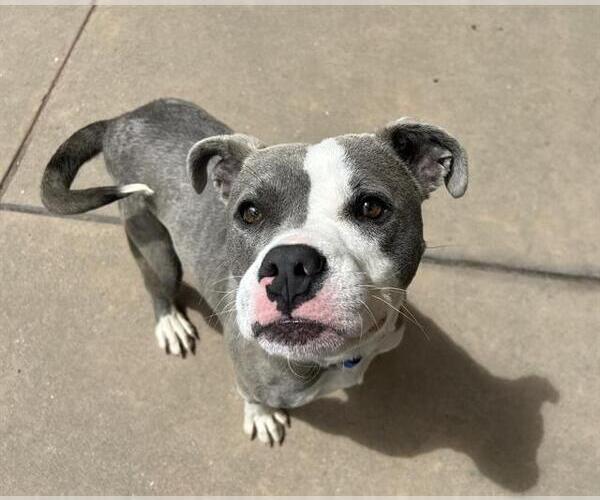 Medium Photo #1 Mutt Puppy For Sale in Martinez, CA, USA