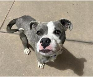 Mutt Dogs for adoption in Martinez, CA, USA