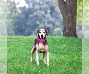 Skye - Female Catahoula Leopard Dog-Unknown Mix Dog for Adoption - Photo #11