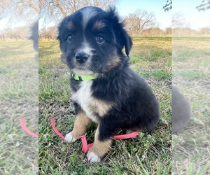 Miniature Australian Shepherd Puppy for sale in TAYLOR, TX, USA