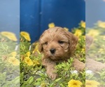 Puppy Puppy 4 Cavapoo